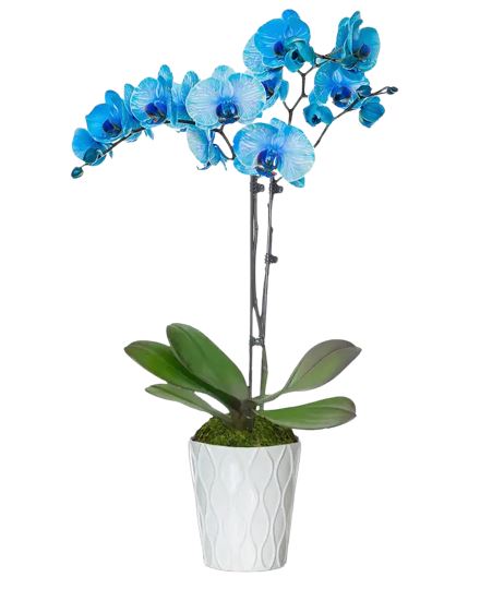 Buy online Orchidaceae phalaenopsis royal blue - Blue Orchid