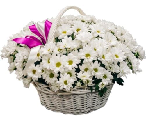 Basket of Daisy Chrysanthemum