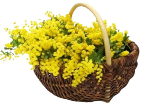 Basket of Mimosa