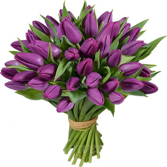 Bouquet of Purple Tulips