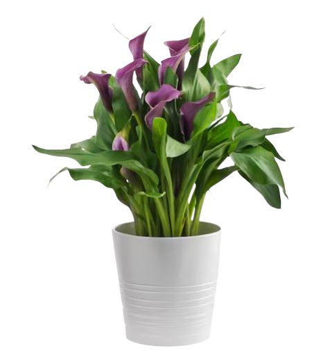 Calla Lily Plant