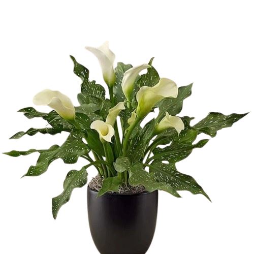 Calla Lily Plant