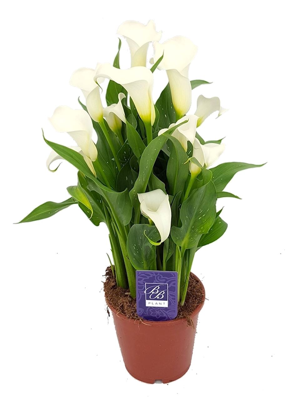 Calla Lily Plant