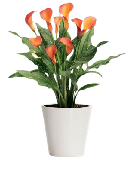 Calla Lily Plant