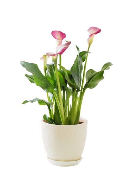 Calla Lily Plant