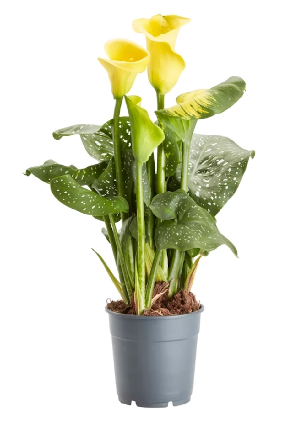 Calla Lily Plant