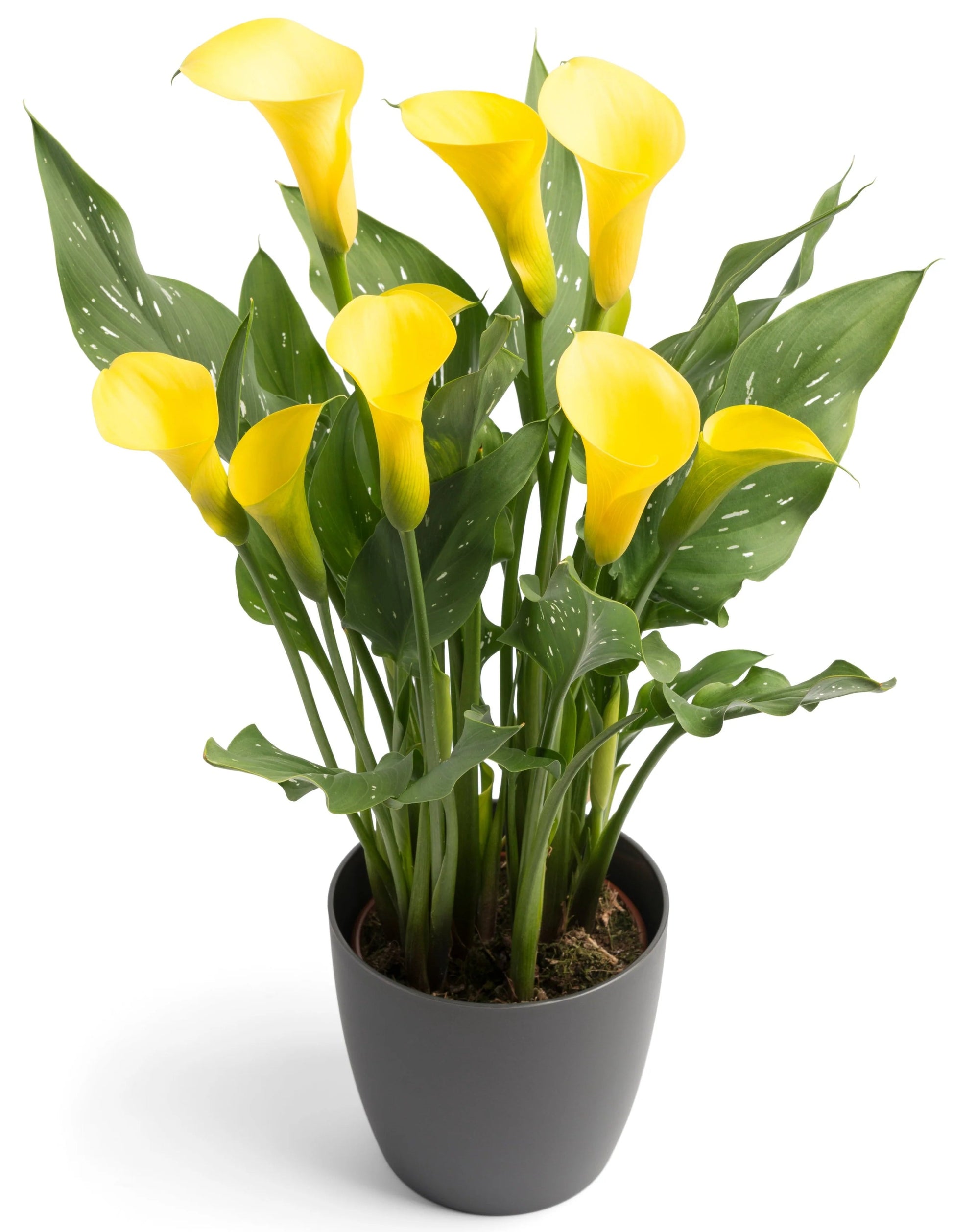 Calla Lily Plant