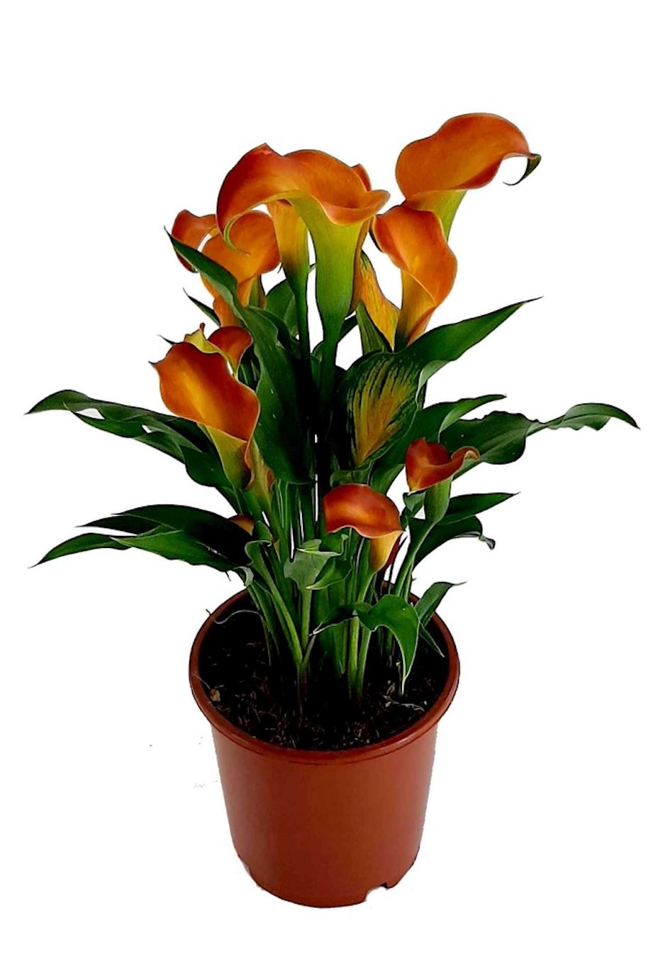 Calla Lily Plant