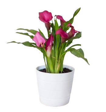 Calla Lily Plant