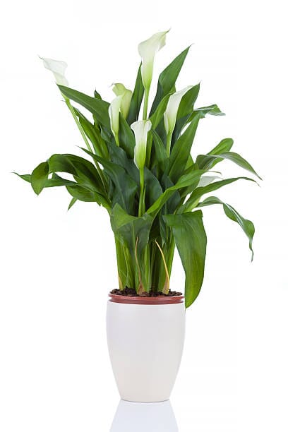 Calla Lily Plant