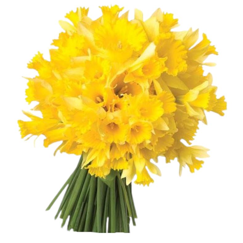 Classic Bouquet of Daffodils