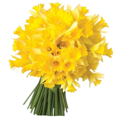 Classic Bouquet of Daffodils