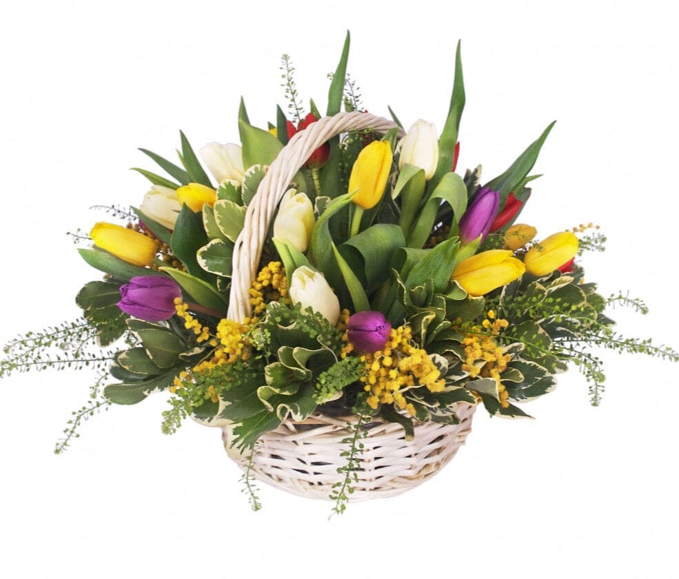 Colourful Tulips and Mimosa Basket