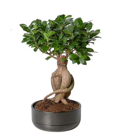 Ficus Microcarpa Ginseng Plant 16Ø 35cm