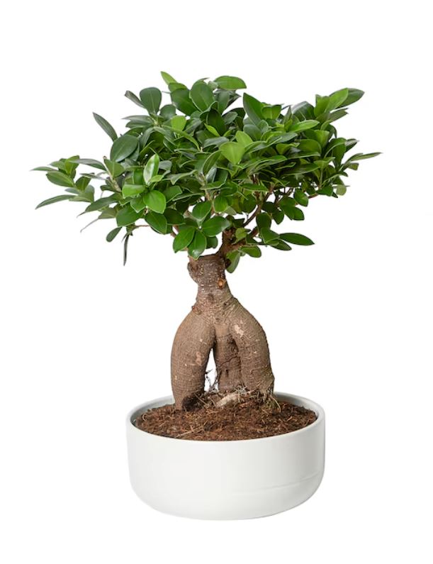 Ficus Microcarpa Ginseng Plant 16Ø 35cm