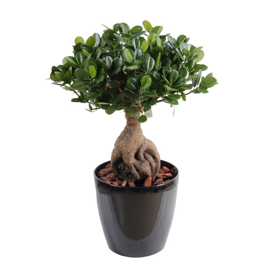 Ficus Microcarpa Ginseng Plant 16Ø 45cm