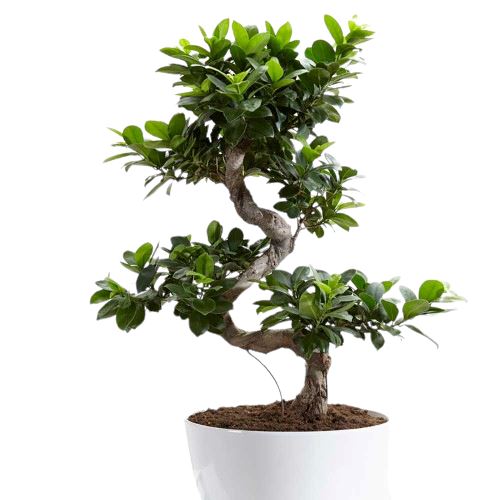 Ficus Microcarpa Ginseng Plant 22Ø 60cm