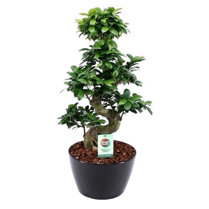 Ficus Microcarpa Ginseng Plant 28Ø 75cm