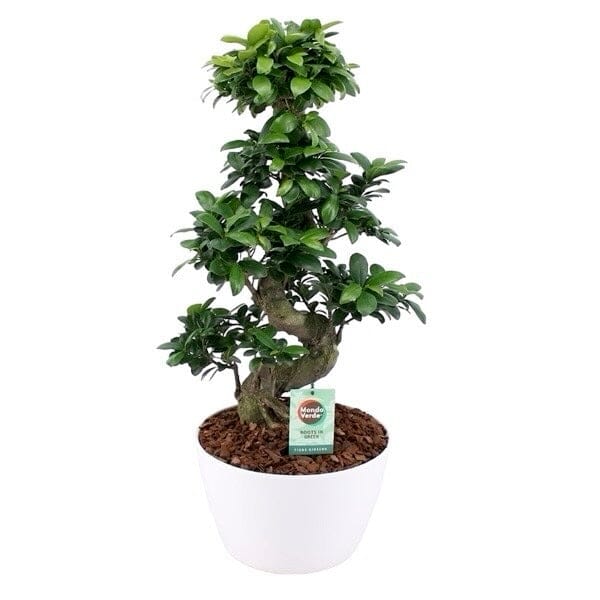 Ficus Microcarpa Ginseng Plant 28Ø 75cm