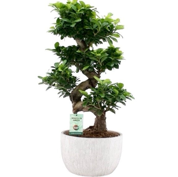 Ficus Microcarpa Ginseng Plant 30Ø 70cm