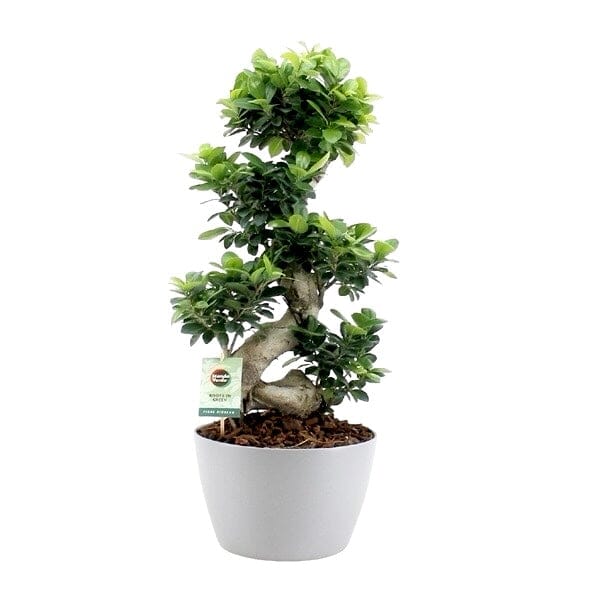 Ficus Microcarpa Ginseng Plant 30Ø 70cm