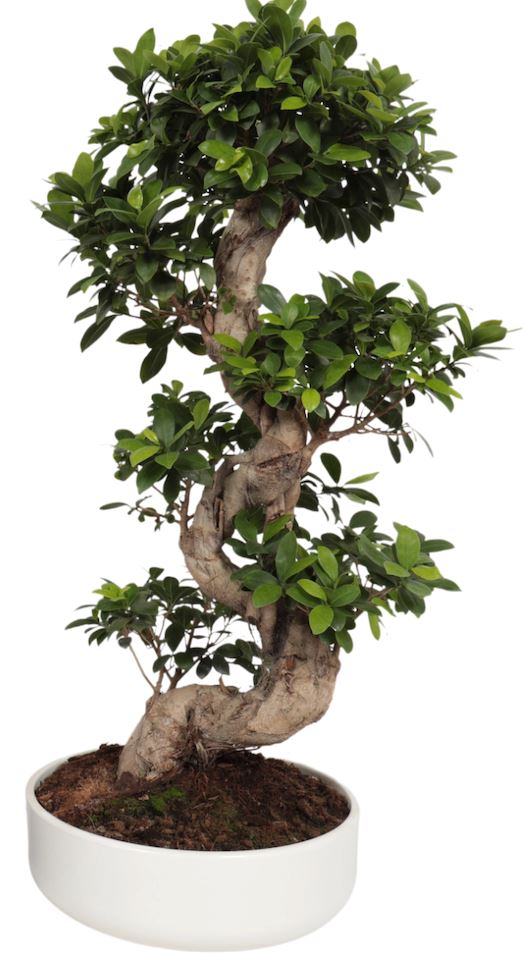 Ficus Microcarpa Ginseng Plant 35Ø 110cm