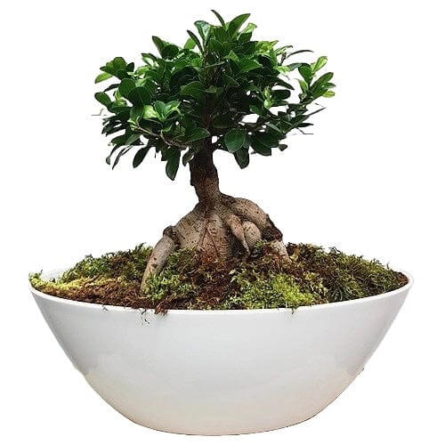 Ficus Microcarpa Ginseng Plant Arrangement