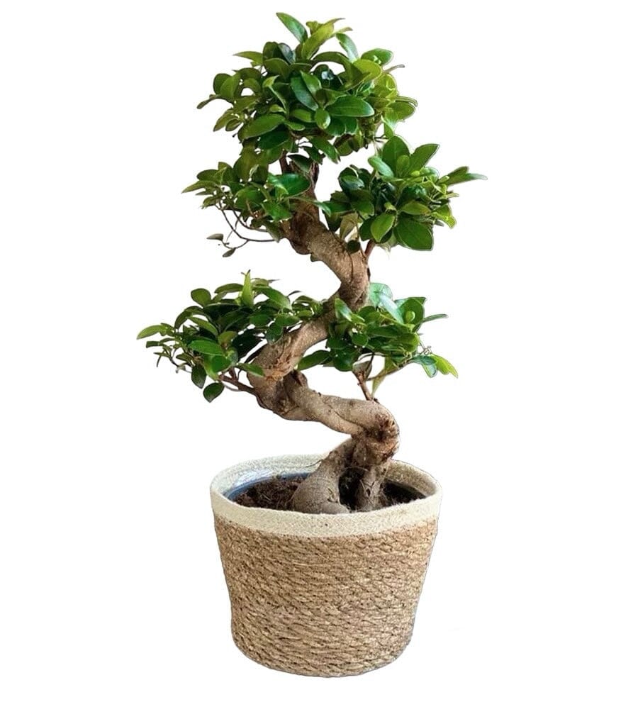 Ficus Microcarpa Ginseng Plant in Basket