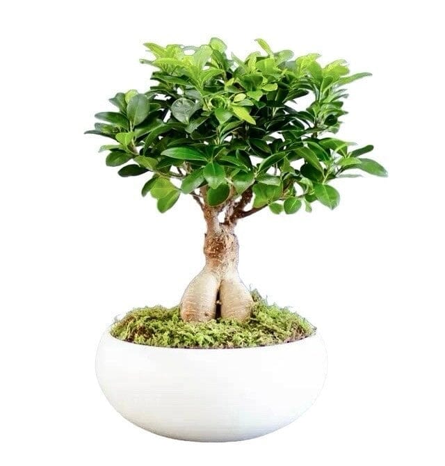 Ficus Microcarpa Ginseng Plant in Ceramic Bowl