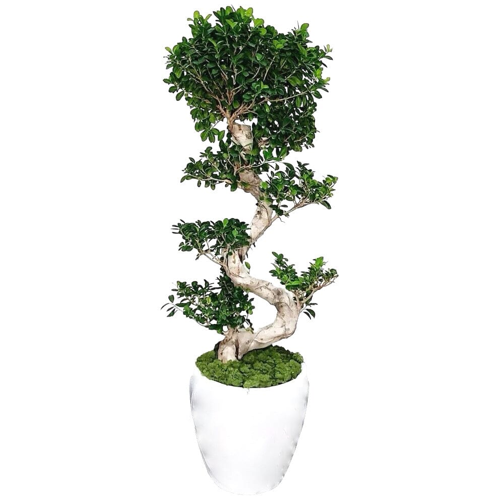 Ficus Microcarpa Ginseng Plant in Tall Pot