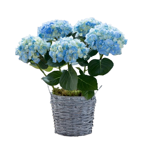 Hydrangea Wicker Basket