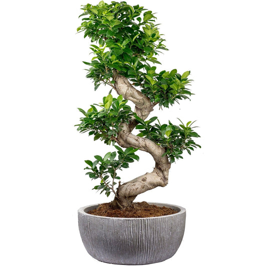 Large Ficus Microcarpa Ginseng Plant 35Ø 100cm