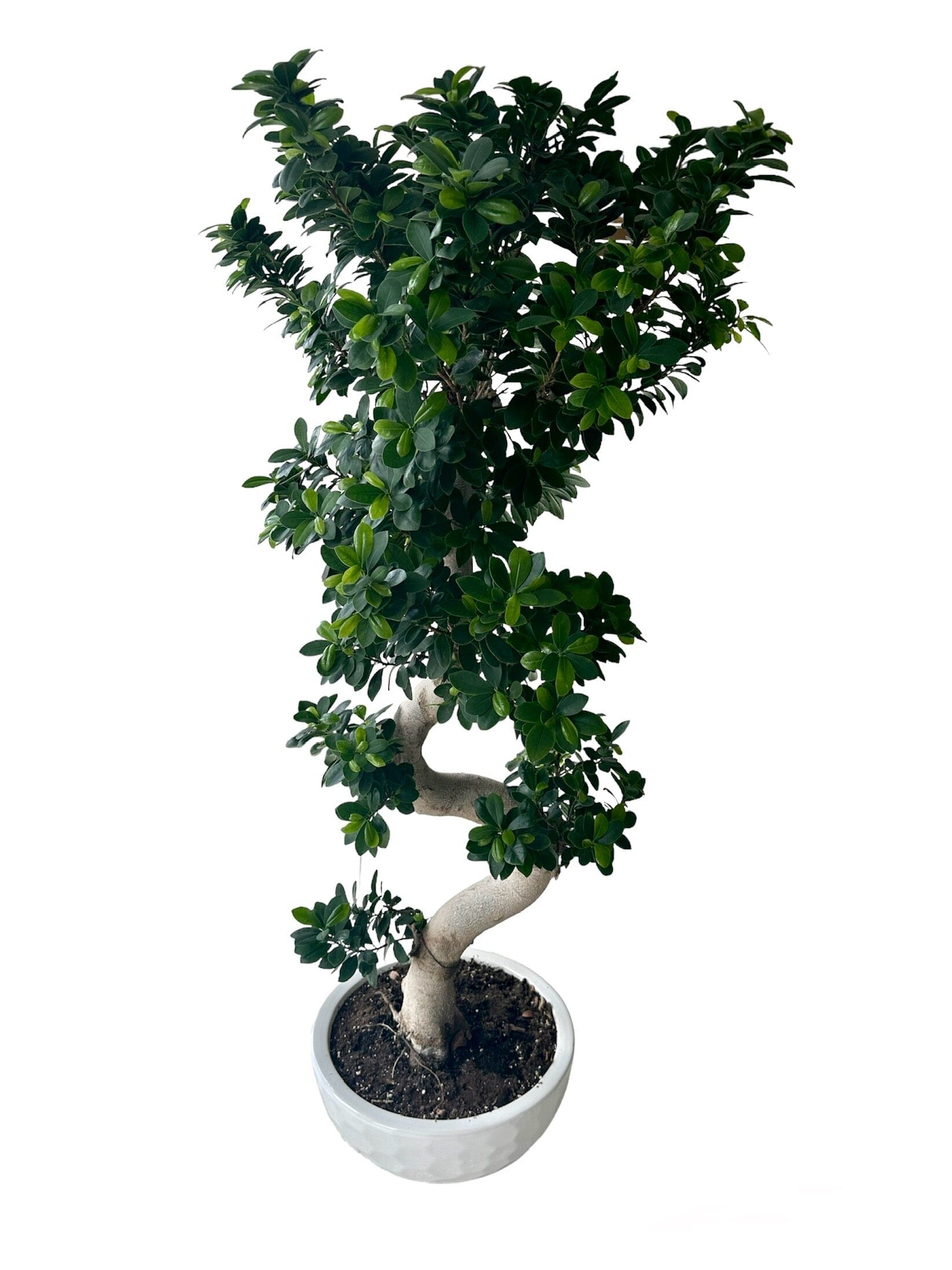 Luxury Ficus Microcarpa Ginseng Plant 40Ø 160cm