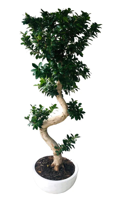 Luxury Ficus Microcarpa Ginseng Plant 40Ø 160cm