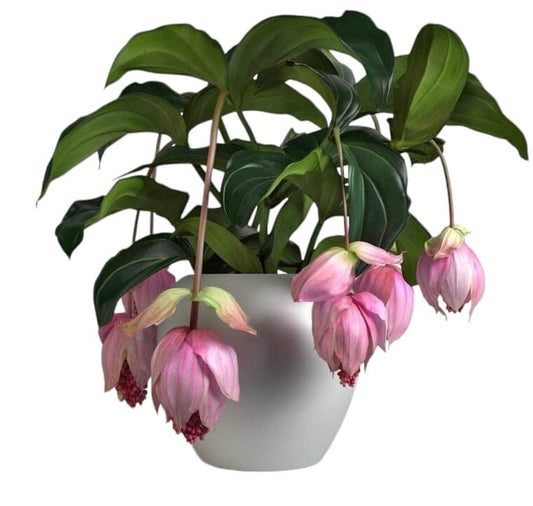 Medinilla Magnifica Ceramic Pot