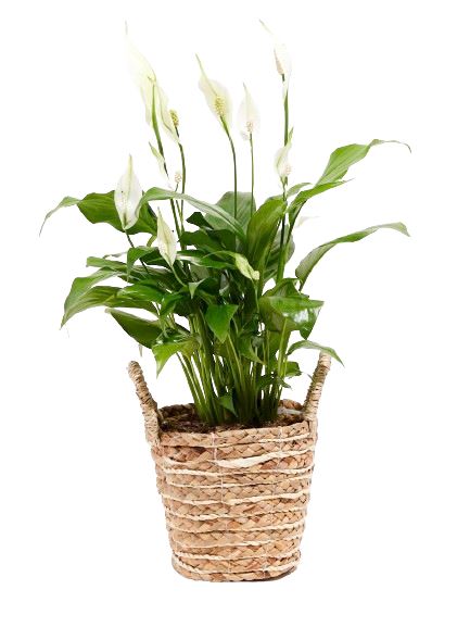 Mini Peace Lily Plant in Basket