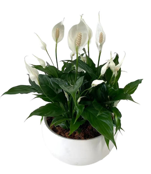 Mini Spathiphyllum Plant Peace Lily Bowl