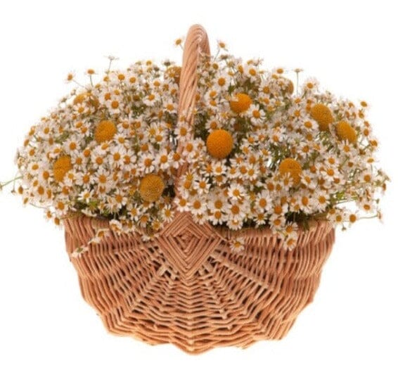 Tanacetum Flowers in Basket