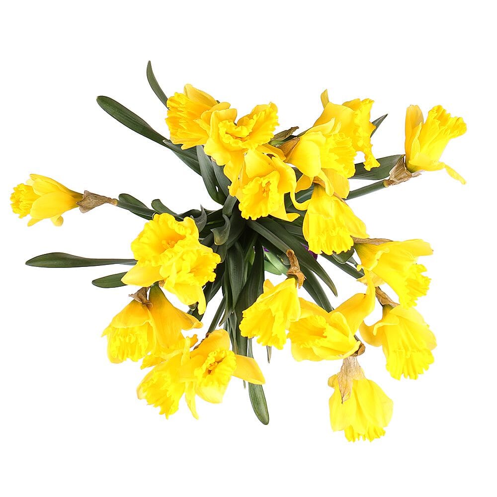 Classic Daffoldis Bouquet