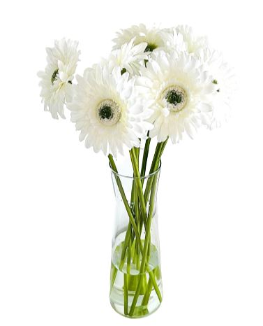 Gerberas in Vase