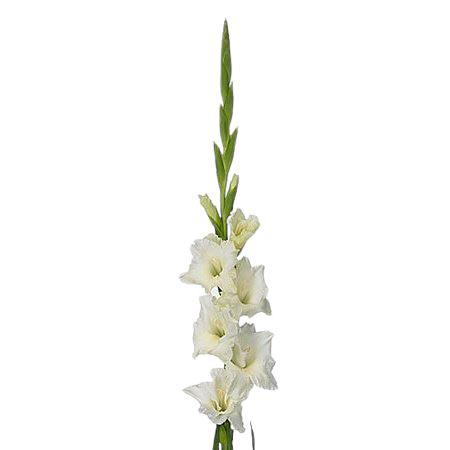 Gladiolus Bouquet with Greenery