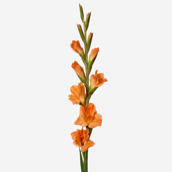 Gladiolus Bouquet with Greenery