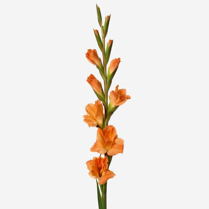 Gladiolus Bouquet with Greenery