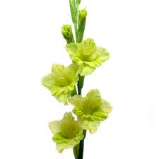 Gladiolus Bouquet with Greenery