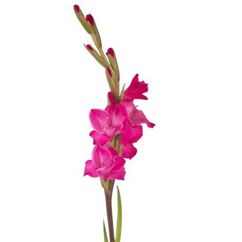 Gladiolus Bouquet with Greenery