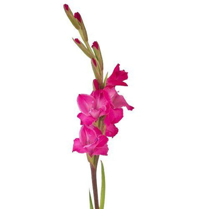 Gladiolus Bouquet with Greenery