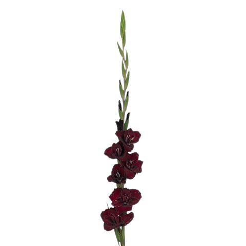 Gladiolus Bouquet with Greenery