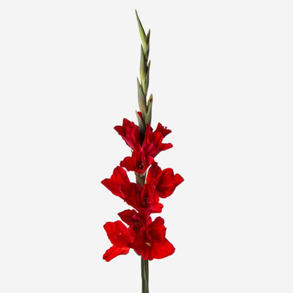 Gladiolus Bouquet with Greenery