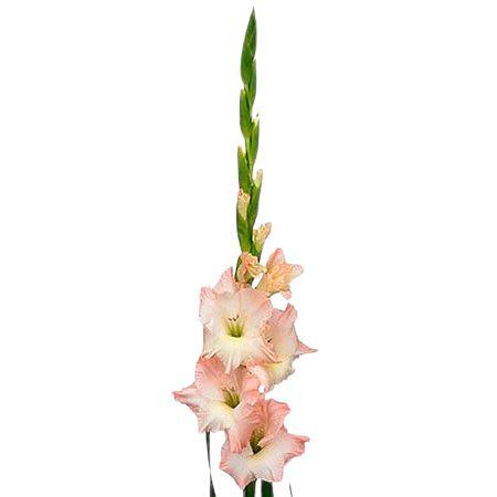 Gladiolus Bouquet with Greenery