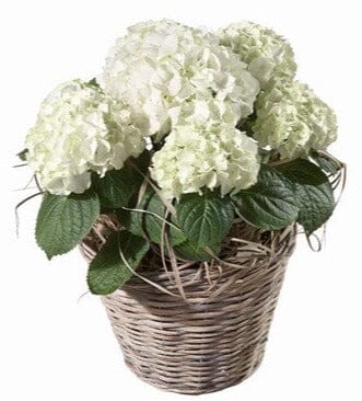 Hydrangea Wicker Basket